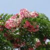 Cassia Javanica | Cassia Nodosa Plant