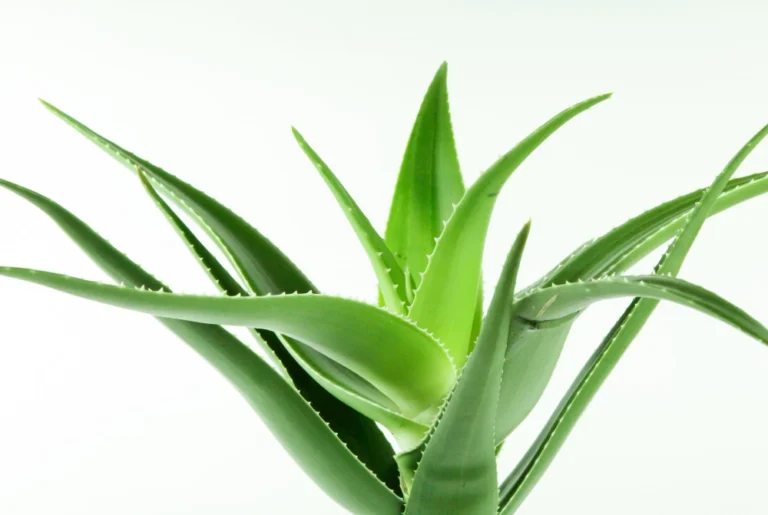 Aloe Vera | Aloe Vera benefits | Aloe Vera Plant