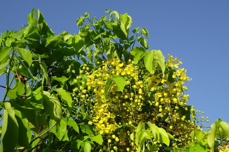 Amaltas | املتاس | Trees that battle Pollution