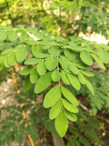 Drumstick Tree | Moringa Tree | online nursery in Lahore