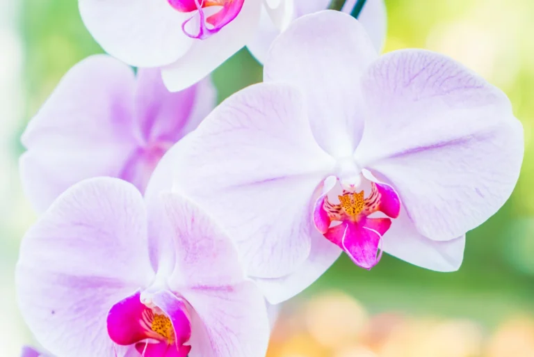 Splendid orchid flower view