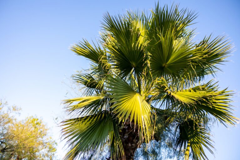 Palm tree | Defence Gardens an online nursery in Lahore