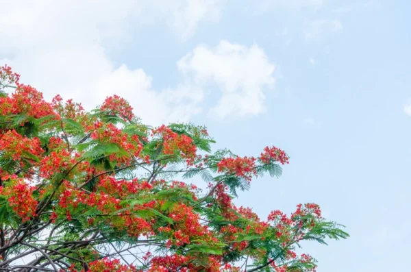 Gulmohar Tree | Gulmohar Plant | Gulmohar flower