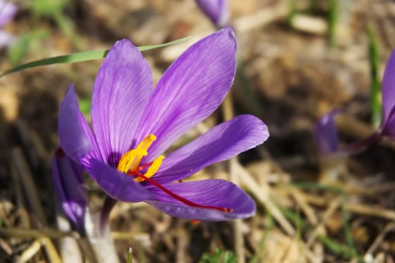 Saffron flower grown in grass