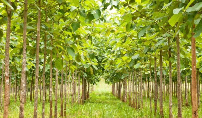 sagwan tree | ساگوان | tree that fights pollution