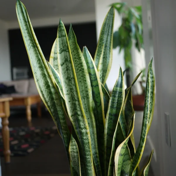 Snake plant| Indoor Plant for decoration