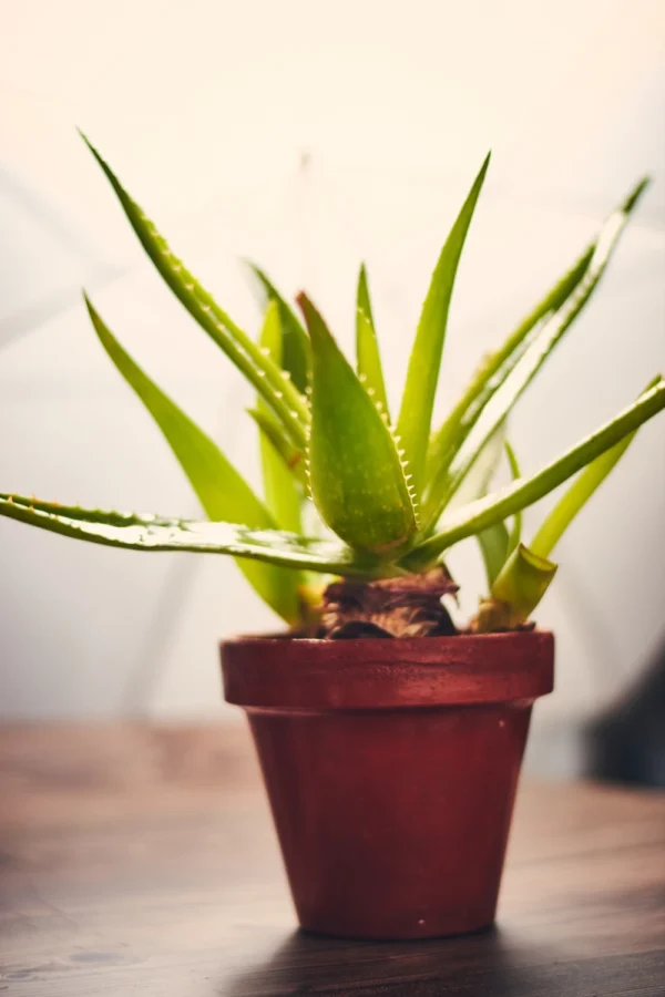 Aloe vera | Aloevera | Aloe Vera Plant