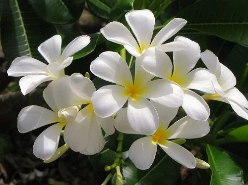 Jasmine-Flower